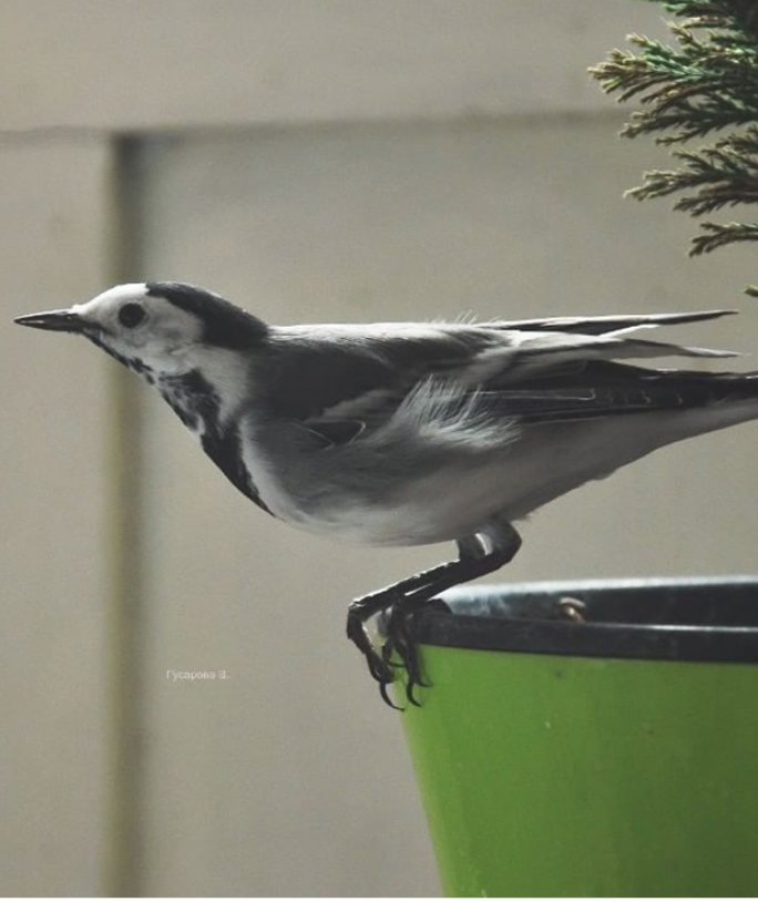 Bird