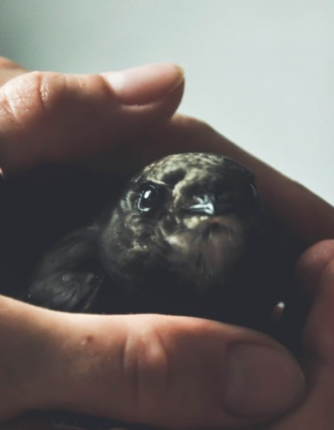 Hand holding bird